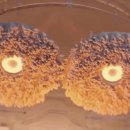 제트스팀 이미지