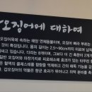 조가네 갑오징어 융건릉점