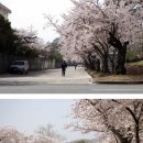 벚꽃놀이 데이트 - 진해 군항제 벚꽃놀이 (4월1일 ~ 4월13일) 이미지