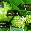 노니 필라테스 이미지