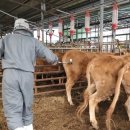 보은염소농장 이미지