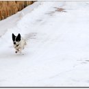 바둑이마을 이미지