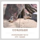 흑염소사육장(영노) | 인천가족나들이 인천대공원 동물원 주차 운영시간 동물종류 미리체크