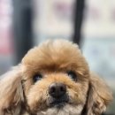 강아지 마법사 골드맘 이미지