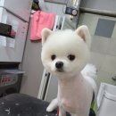 놀러와캣독 이미지