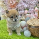 오독안심분양센터 강아지분양 고양이분양 광주점 이미지