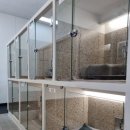 마이하우스퍼피 애견호텔유치원 이미지