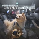 movepet 이미지