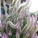 예쁜여우 이미지