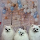 릴리줄리살롱 이미지