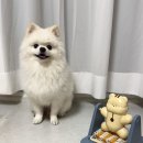 원바이트미 | 분리불안 걱정No! 강아지 장난감 바잇미 다람쥐 노즈워크 후기