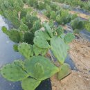 재호농장 이미지