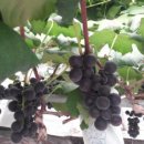 새한농원 이미지