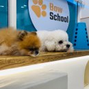 바우스쿨 이미지