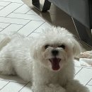 멍멍아 미용하자 이미지