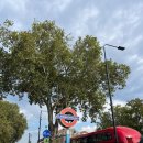 1882 | [영국여행]토트넘 경기직관 후기 / 1882package ticket