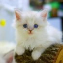 도도한 개냥이 이미지