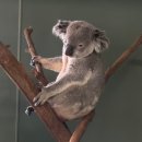 THE 카 Repair shop | 투어 (오페라하우스, 페더데이 동물원 ,링컨스락,카툼바 마을 맛집,세자매봉,별빛투어) 완전정복 후기 💙