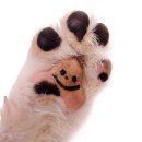 뽀dog 이미지