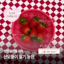 성인농장 | [인천 체험] 산모퉁이 딸기 체험농원 :: 직접 수확하는 딸기 농장 체험(이색 데이트, 내돈내산 솔직후기)