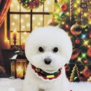 구미산동 애견미용 눈부시개 이미지