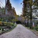 중앙로 느티나무길 이미지