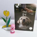 개의목적 영화 베일리 어게인 원작 소설 강아지 책
