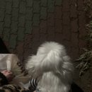 BHC치킨 금호선호점 이미지