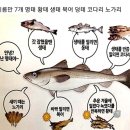 미스터코다리 - 군산시 수송안3길 18 | 미스터코다리