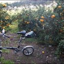 김종성농장 이미지