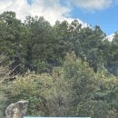 와흘법인 | 제주 가을여행 셋째날 제주동쪽 메밀밭 청초밭 숨은 메밀꽃 명소 웨딩스냅 포토존