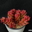 그린퍼피(Green puppy) 이미지