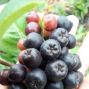 은현농장 이미지