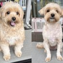 야옹아 멍멍해봐 미용실 이미지