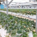 딸기나라 이미지