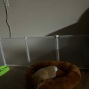 아이러브 독 이미지