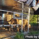 와일드캉갈 이미지