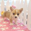 착한애견 이미지