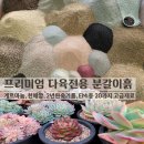 진토배기