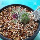 고성초등학교 이미지