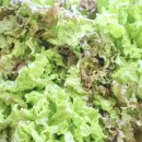 금수농장 이미지