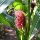 노란옥수수 이미지