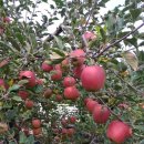 간성농장 이미지