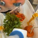 두마농장 | 제주 검은얼굴양 있는 목장 새별프렌즈 솔직후기 (최애 동물원됨