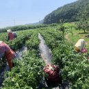 이순희농가 이미지