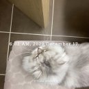 냥아치냥 이미지