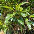 약초흑염소농장 이미지