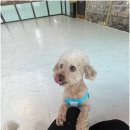 노케이지 네이버블로그