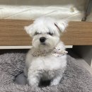 파인댕스 이미지