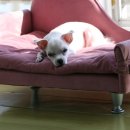 현동물병원 이미지